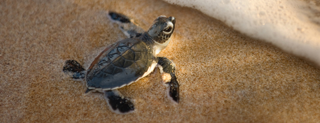 Viaje a Ostional  <br> Teacher Tortuga, ¡qué gran enseñanza!