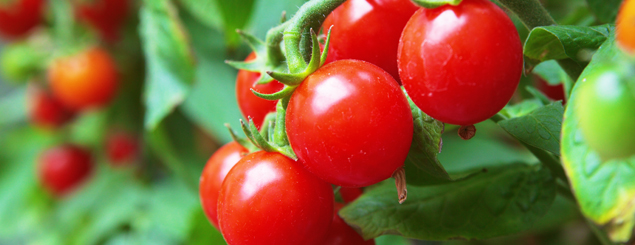 Plantá un jardín comestible en casa