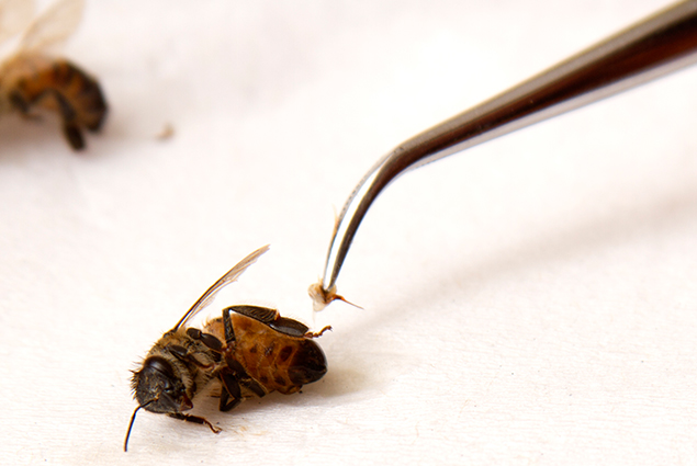apiterapia