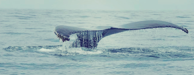 Festejemos con las ballenas