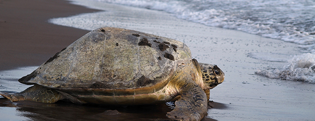 Tortuguero, un destino aún exótico