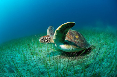turtle_nesting_1g