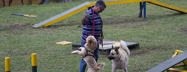 Parque para perros, ¿ajá?
