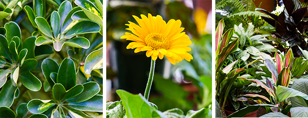 ¡Plantas y flores, te darán el toque especial en casa!