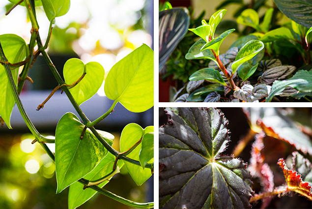 plantas