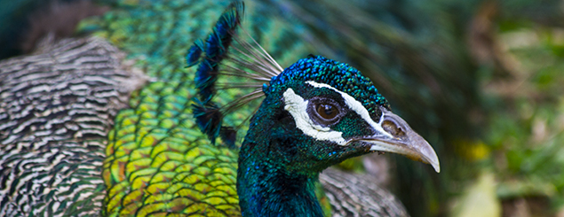 Zoo Ave, un paraíso de flora y fauna