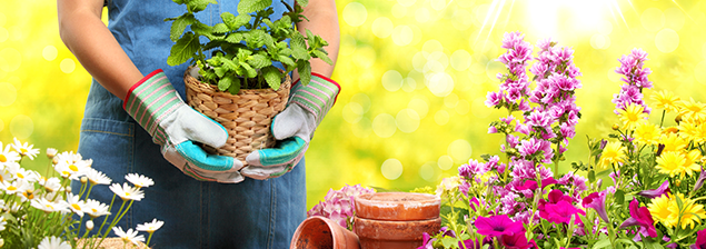 Un jardín maravilloso gracias al compost