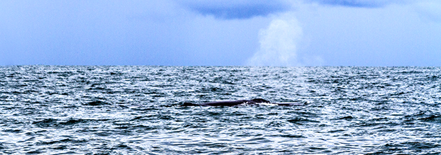Cumpliendo un sueño: Visitando a las ballenas