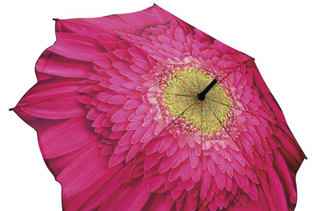 interna gerbera
