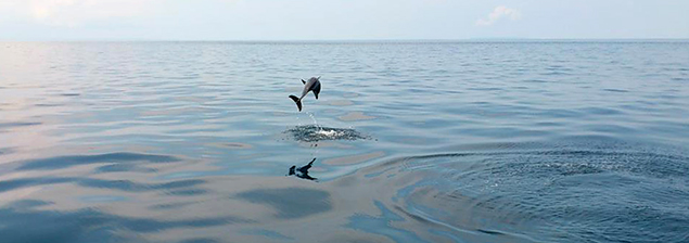 Los delfines ticos