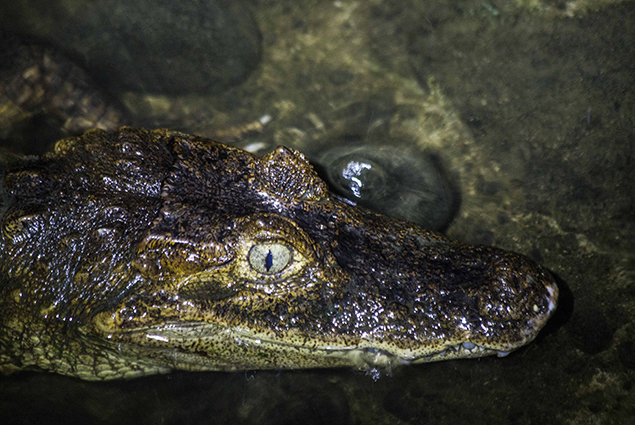 caiman