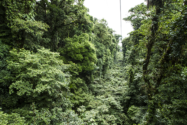 camino árboles