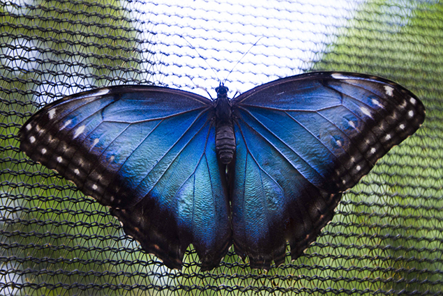 mariposa azul
