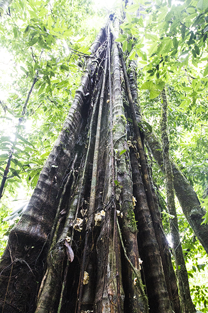 árbol