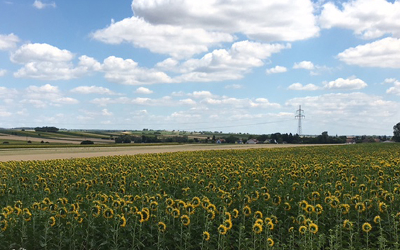 girasoles campos