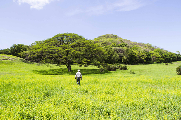 árbol de guana