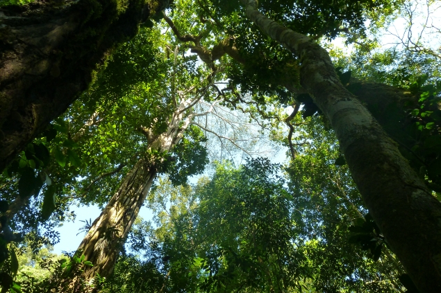 carararainforest