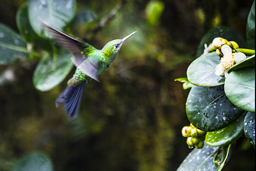 colibrí