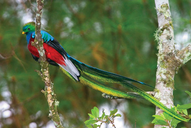 parque nacional quetzales