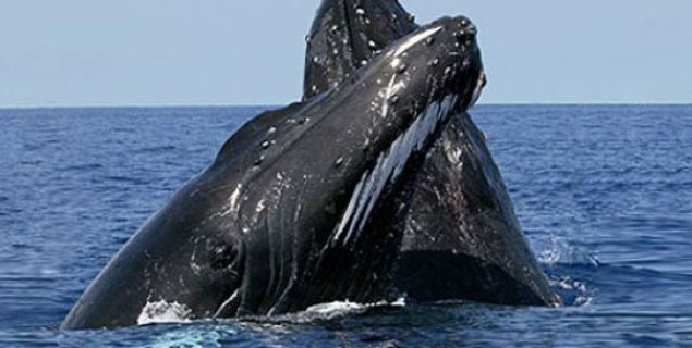 ballenas-jorobadas-635x320