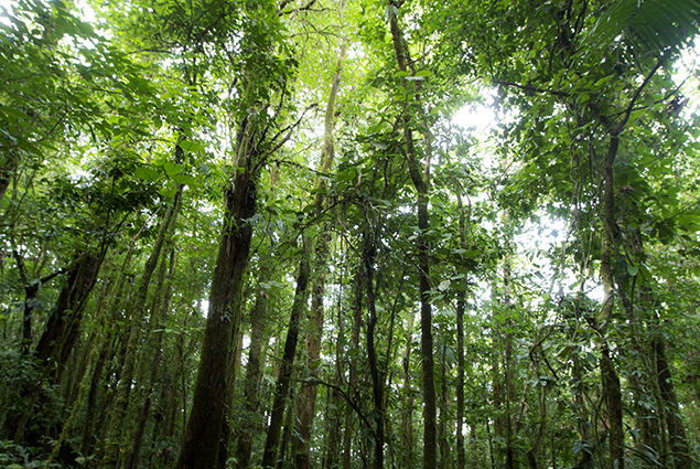 bosque-verde