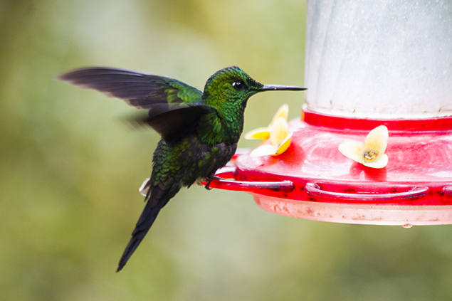 colibri