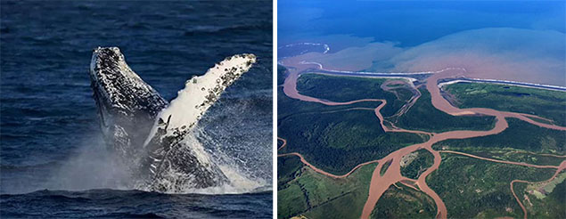 ¡A Puerto Jiménez por aire y a ver ballenas!