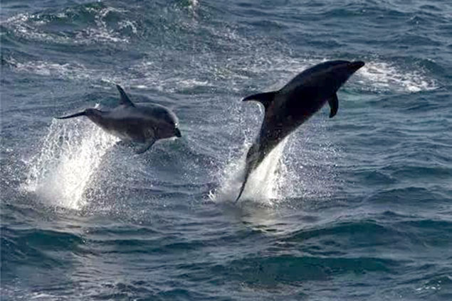 delfines