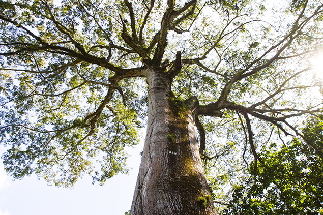 arbol